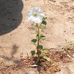 Petunia axillaris عادت داشتن