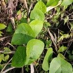 Stephania japonica Leaf