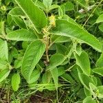 Melhania ovata Leaf