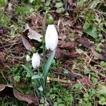 Galanthus nivalisBlomst