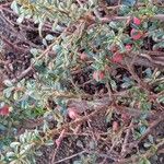 Cotoneaster microphyllus Gyümölcs