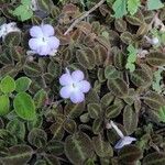 Episcia lilacina Квітка