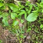 Cocculus carolinus Blad