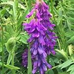 Vicia incana Blomst