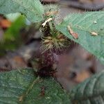 Psychotria fimbriatifolia