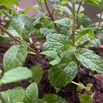 Mentha × piperita Feuille