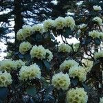 Rhododendron lacteum Habitus