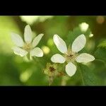 Rubus ursinus പുഷ്പം