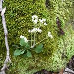 Micranthes virginiensis Habit