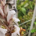 Acanthus montanus Flower