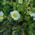 Potentilla rectaΛουλούδι