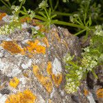 Galium murale Leaf