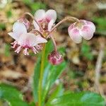 Chimaphila umbellata Λουλούδι