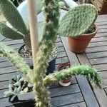 Austrocylindropuntia cylindrica Koor