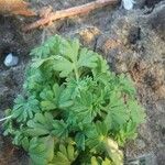 Aphanes australis Ліст