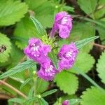 Galeopsis ladanum Fiore