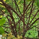 Spiraea hypericifolia Kabuk