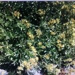 Potentilla valderia Fula