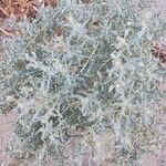 Atriplex glauca Anders