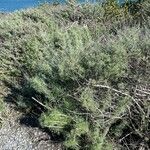 Artemisia californica List