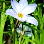 Ipheion uniflorum Flower