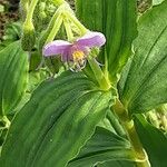 Tinantia erecta Blüte