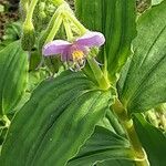 Tinantia erecta Flower