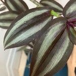 Tradescantia zebrina Blad