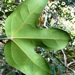 Acropogon paagoumenensis Hoja