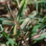 Festuca membranacea Habit