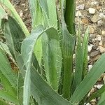 Eryngium yuccifolium Foglia