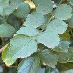 Tecomaria capensis Blatt