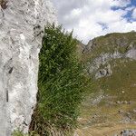 Asplenium fissum Vivejo