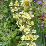 Sisyrinchium striatum Fleur