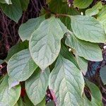 Schisandra chinensis Fulla