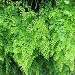 Adiantum raddianum Συνήθη χαρακτηριστικά