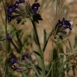 Anchusa leptophylla Habit