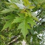 Acer saccharinum 葉