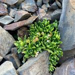 Androsace ciliata Leaf