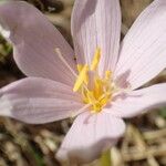 Colchicum alpinum Flower