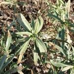 Solidago canadensisList