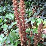 Orobanche hederae Habitat