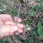 Carex flacca Λουλούδι