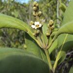 Avicennia schaueriana Flor