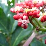 Leea guineensis फूल