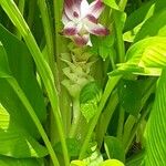 Curcuma alismatifolia 花
