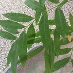 Sapindus saponaria Φύλλο