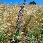 Echium vulgareFlower