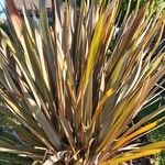 Phormium tenaxList