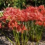 Lycoris radiata Hábito